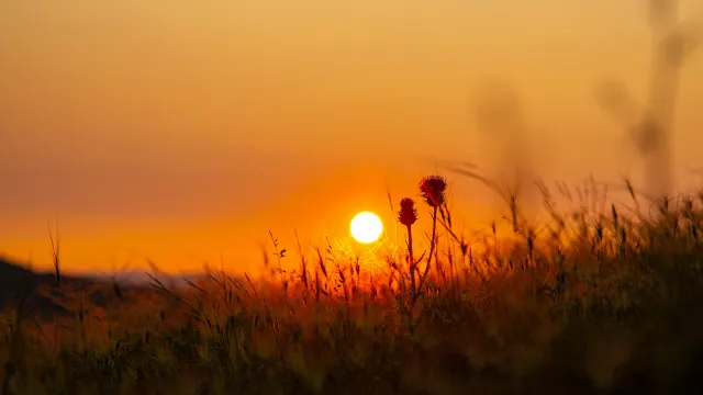 Sonnenuntergang über einer Wiese mit Gräsern und Disteln