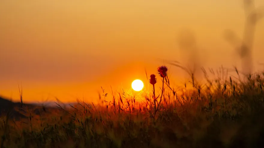 Sonnenuntergang über einer Wiese mit Gräsern und Disteln